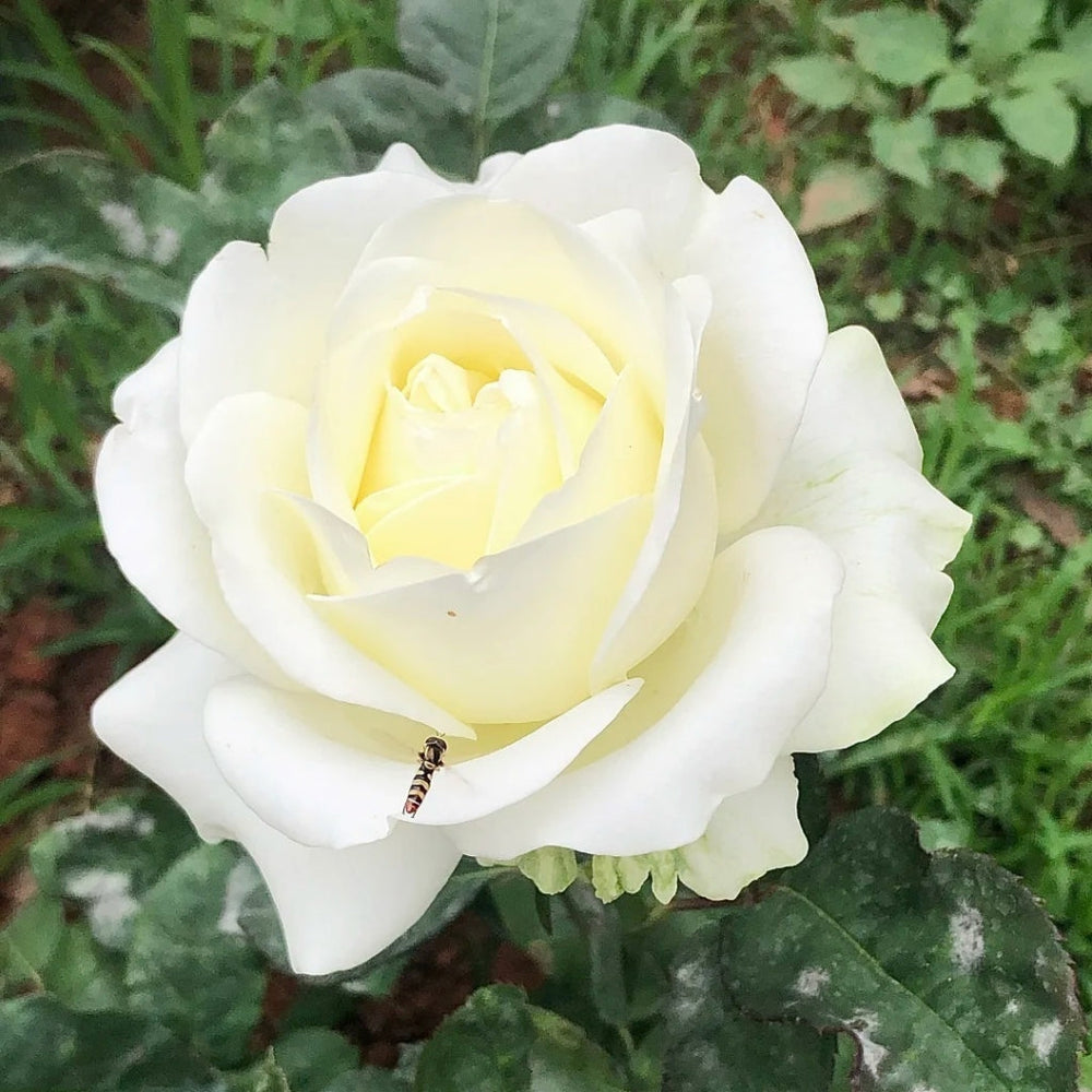 Lady Lindsey Rose