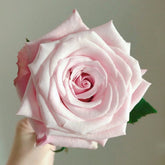 Lady Raphaela Rose