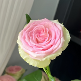 Lady Rose Plant