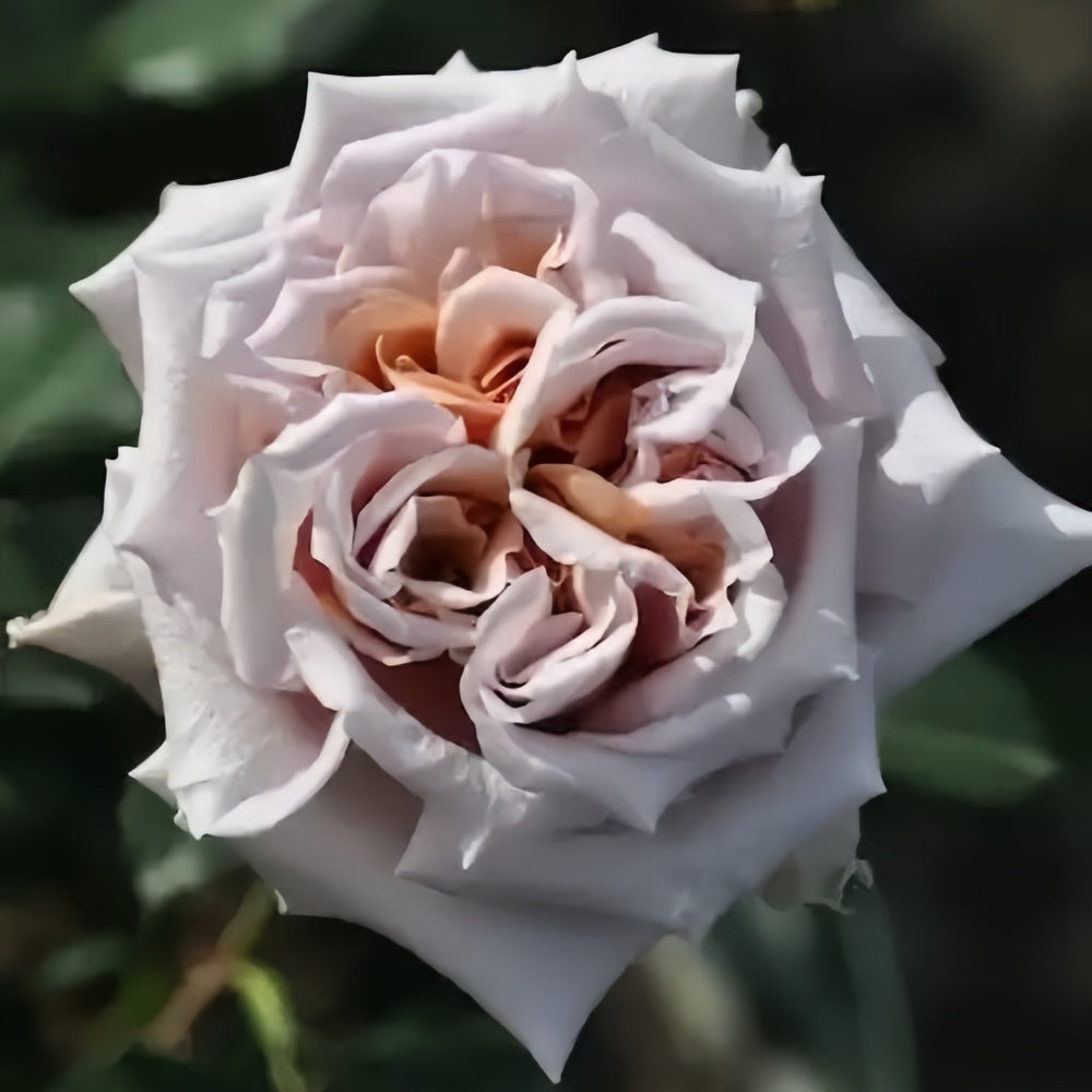 Latte Art Rose