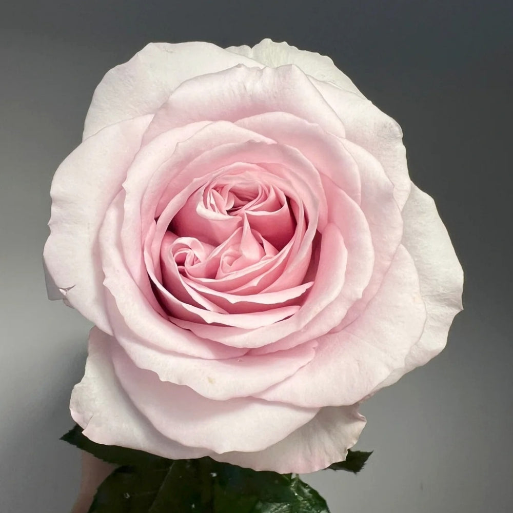 Laventine+ Rose