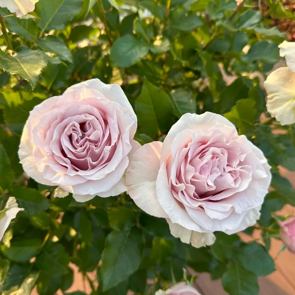 Laventine+ Rose
