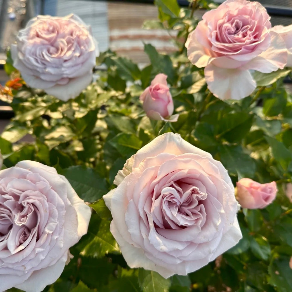 Laventine+ Rose
