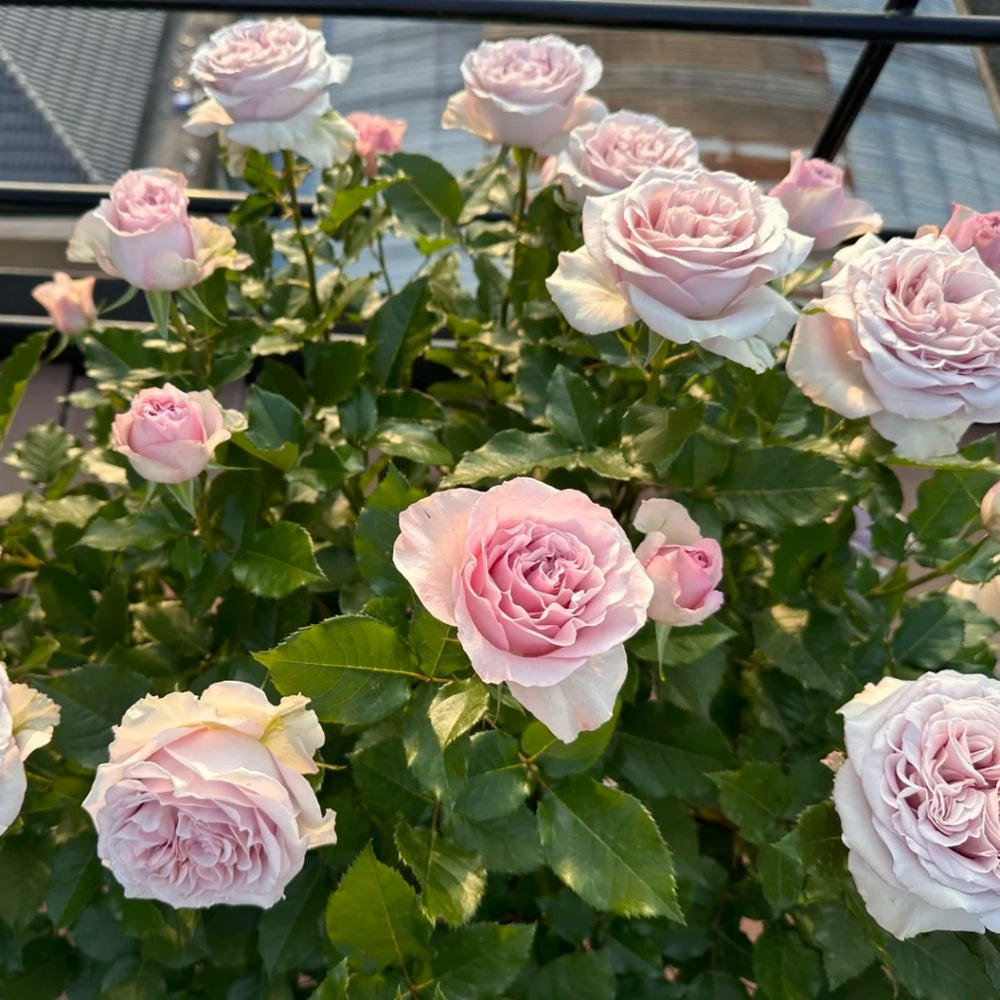 Laventine+ Rose
