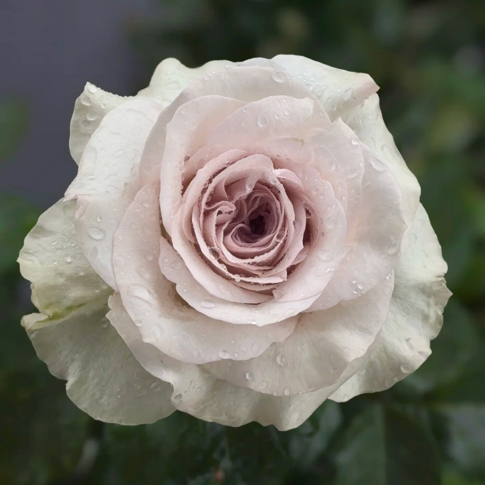 Laventine+ Rose