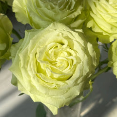 Lemonade Rose