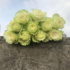 Lemonade Rose