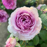 Lilas Rose