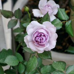 Lilas Rose