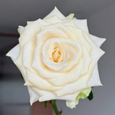 Little Butter Rose