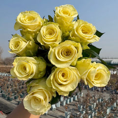 Little Butter Rose