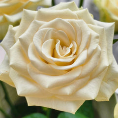 Little Butter Rose