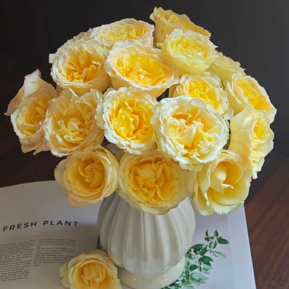 Liuxinsu Rose