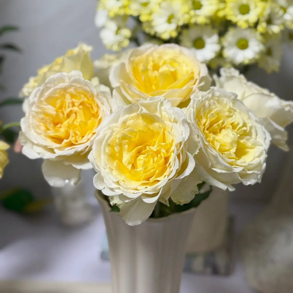 Liuxinsu Rose