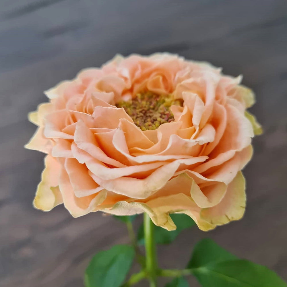 Living Coral Rose