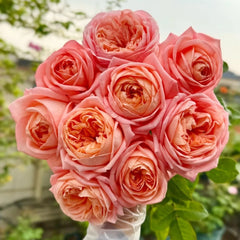 London Eye Rose