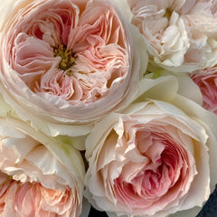 Lorena Summerhouse Rose
