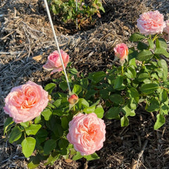 MElffable Rose