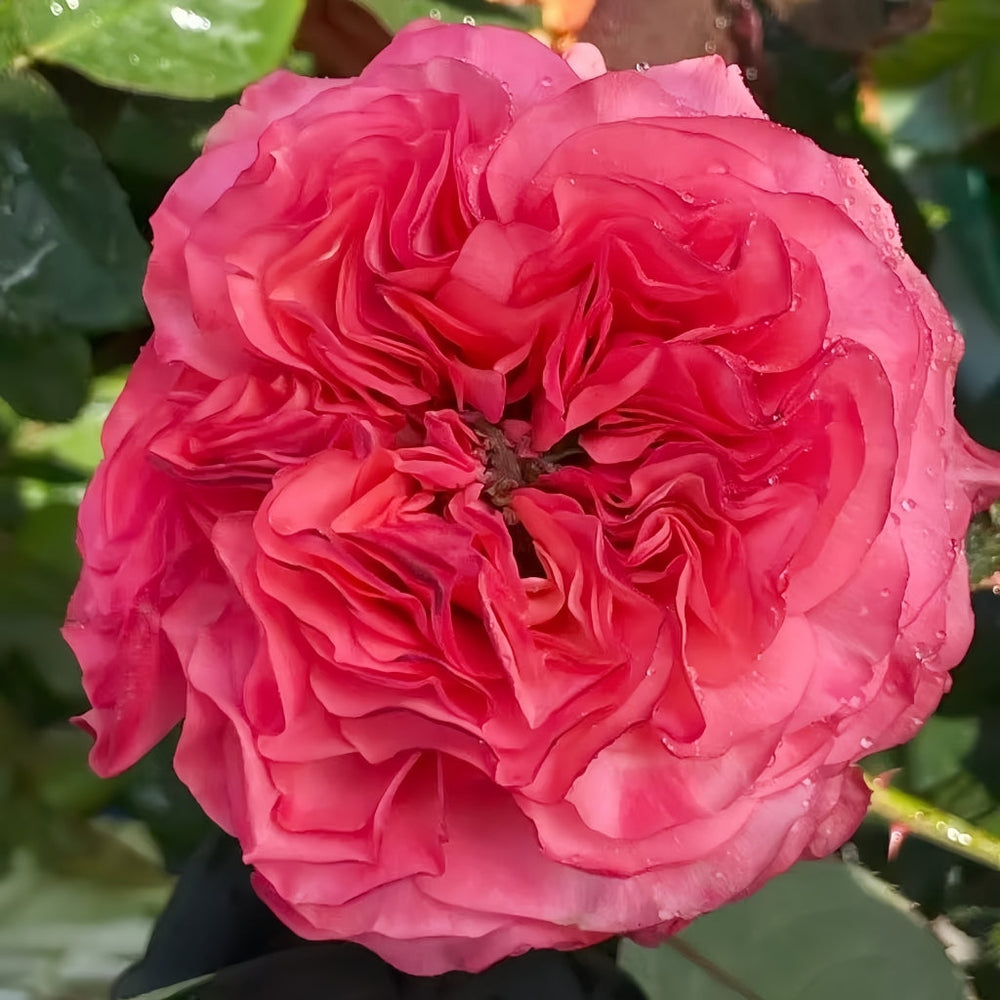 Macaron Rose