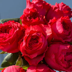 Macaron Rose