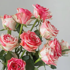 Magic Times Rose