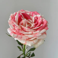 Magic Times Rose