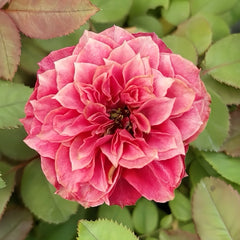 Magic Vuvuzela Rose