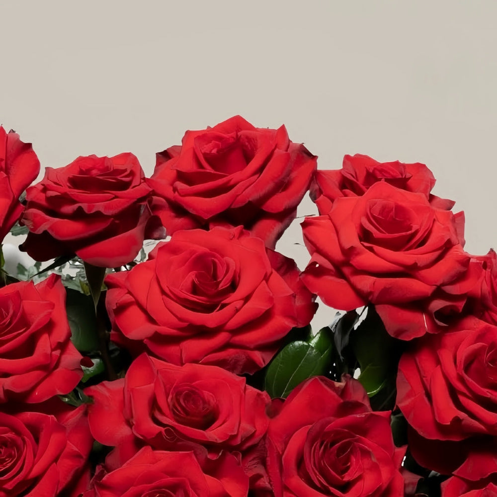 Mamma Mia Rose
