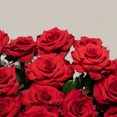 Mamma Mia Rose