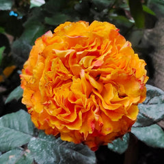 Mango Lieber Rose
