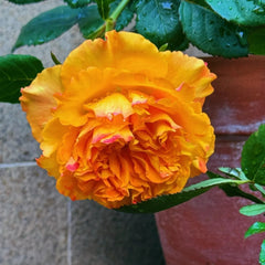 Mango Lieber Rose