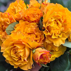 Mango Lieber Rose