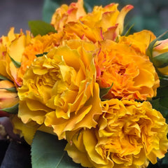 Mango Lieber Rose