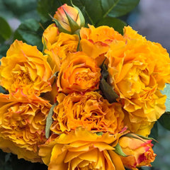 Mango Lieber Rose
