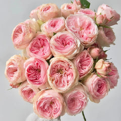 Mansfield Park Rose