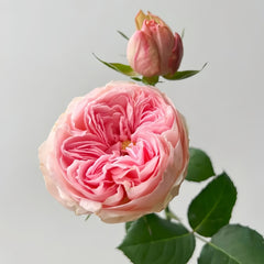 Mansfield Park Rose