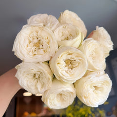Mansfield White Park Rose