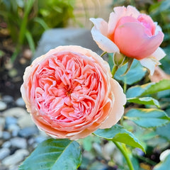 Masora Rose