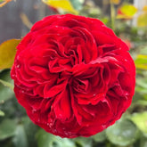 Matador Rose