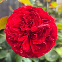 Matador Rose