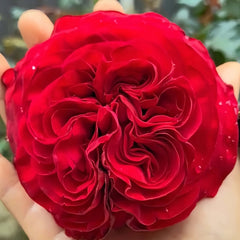 Matador Rose