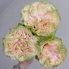 Mayra's Green Rose