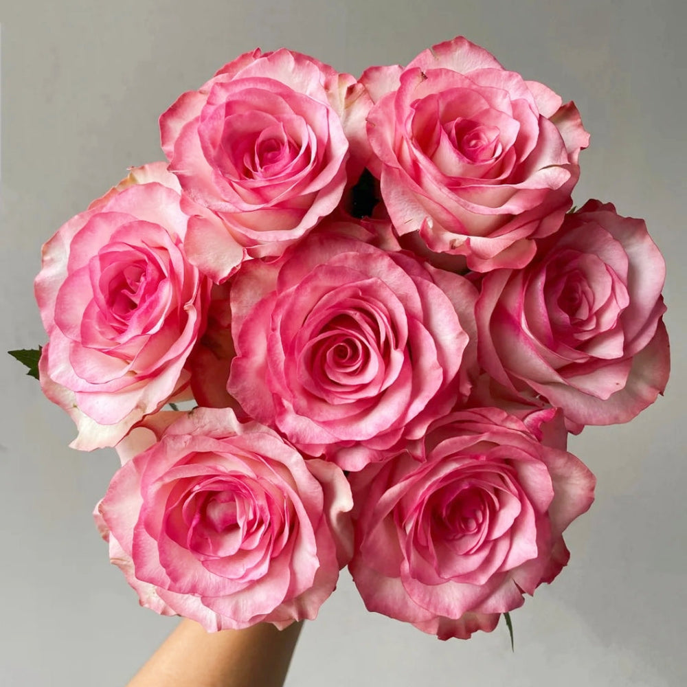 Medusa Rose