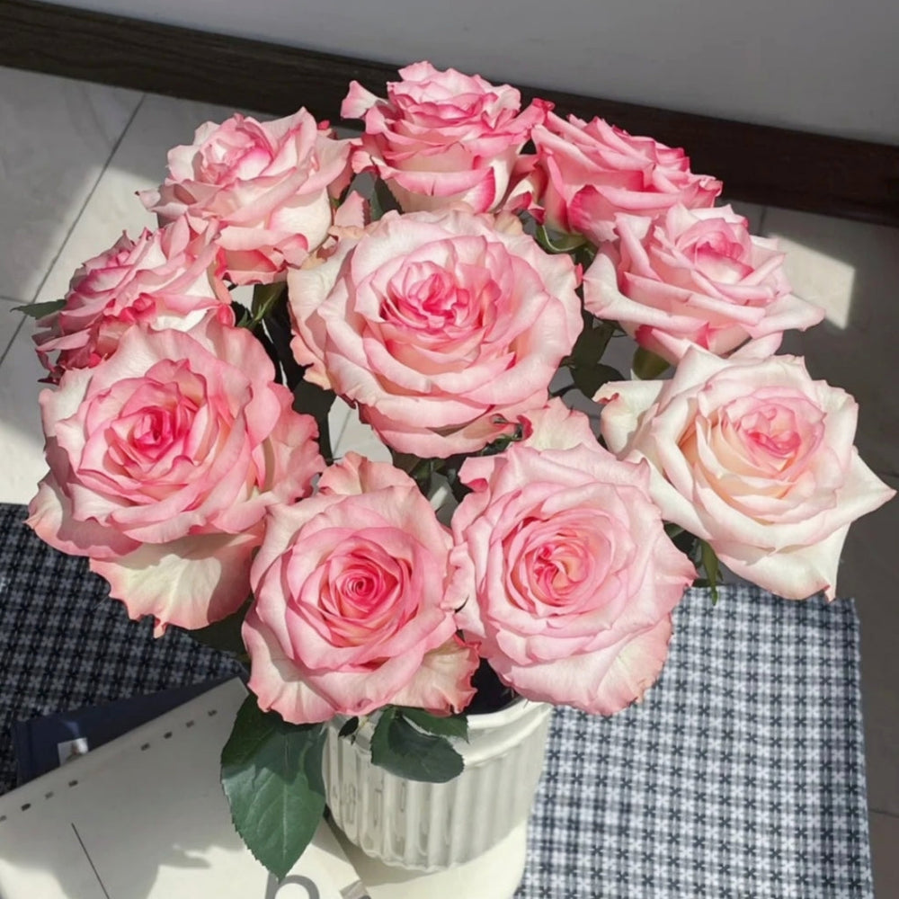 Medusa Rose