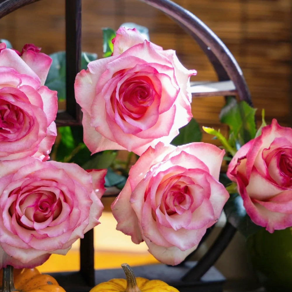 Medusa Rose