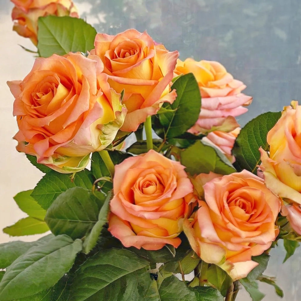 Mighty+ Rose