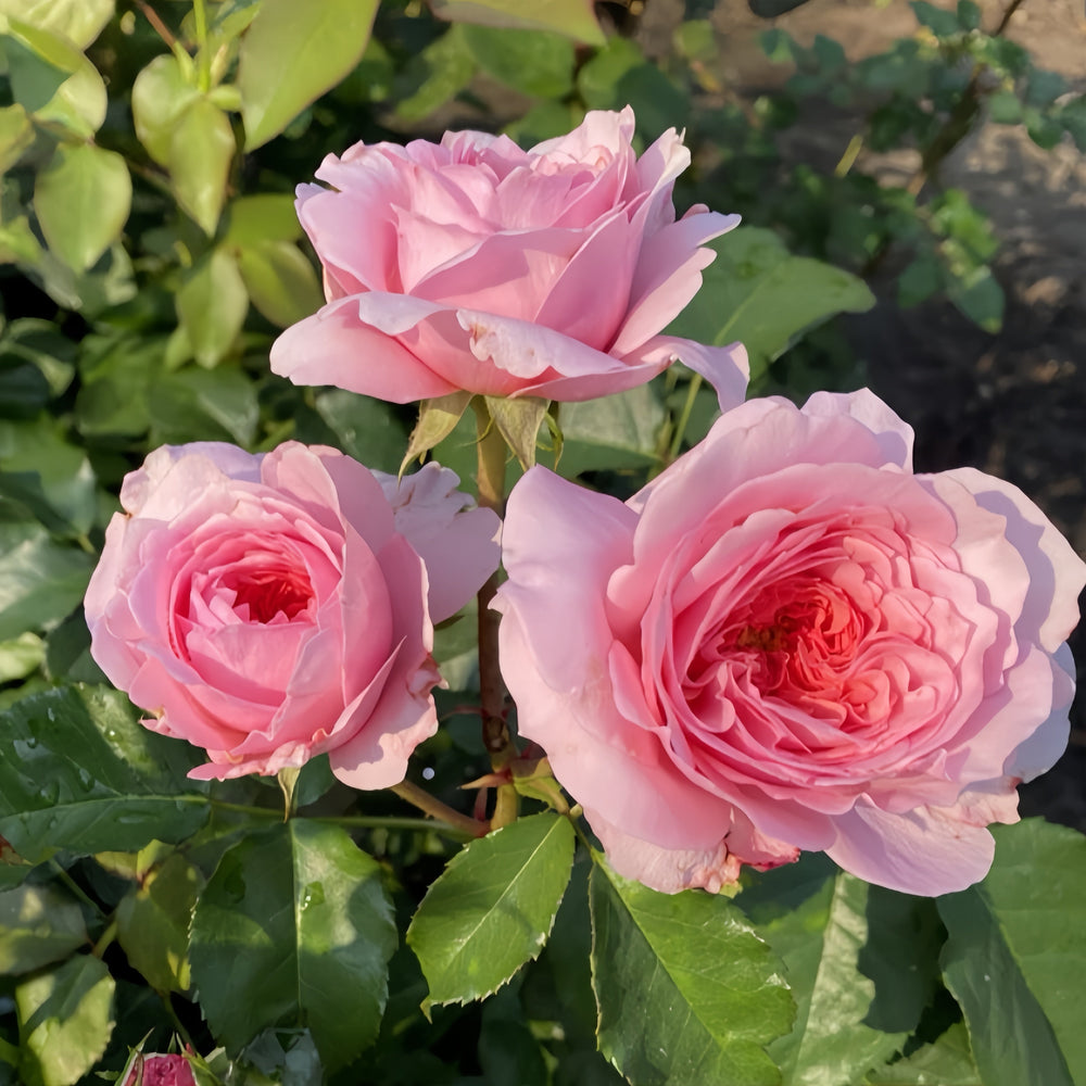 Millicent Rose