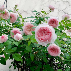 Misaki Rose
