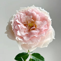Miss Dior Rose