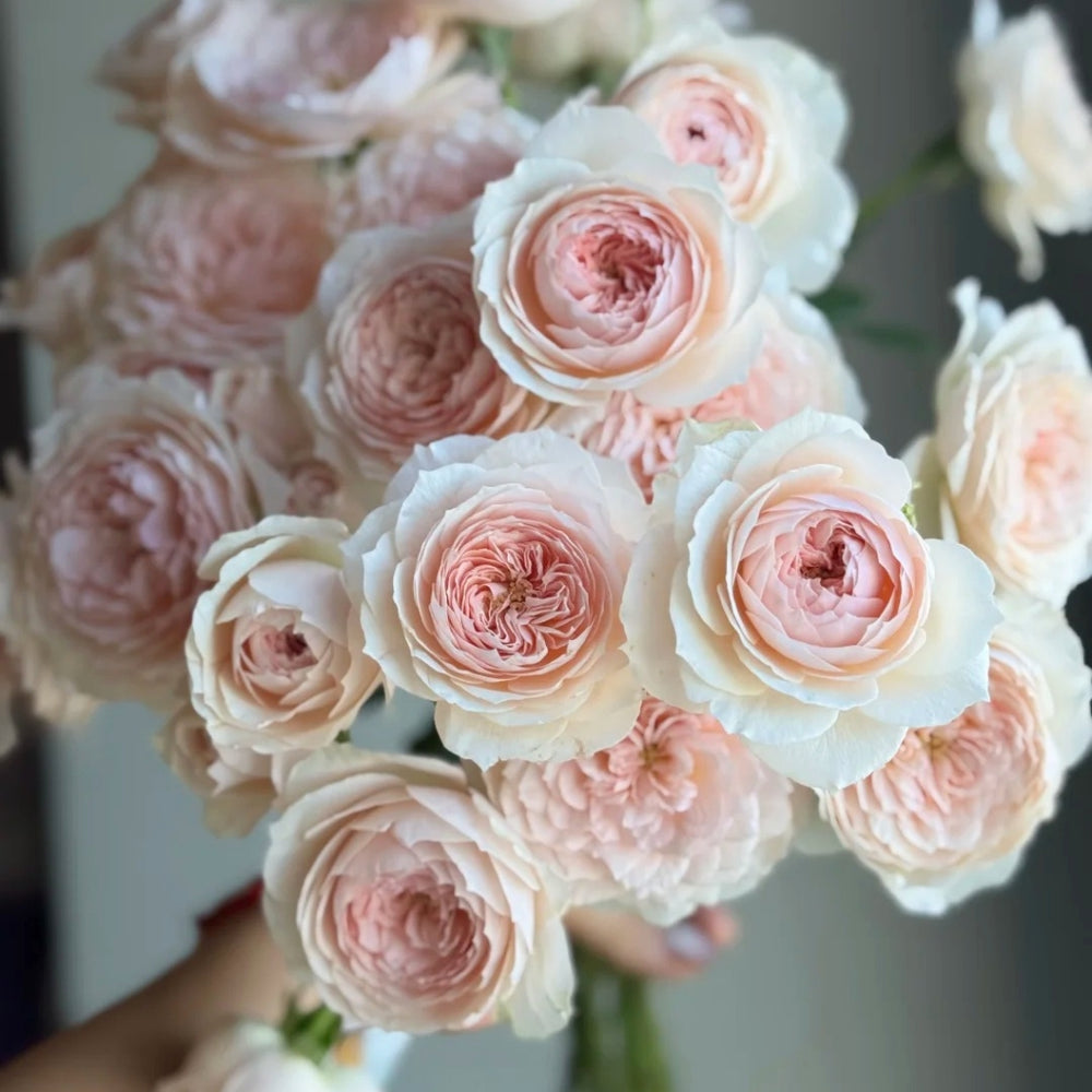 Miss Dior Rose